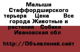Малыши Стаффордширского терьера  › Цена ­ 1 - Все города Животные и растения » Собаки   . Ивановская обл.